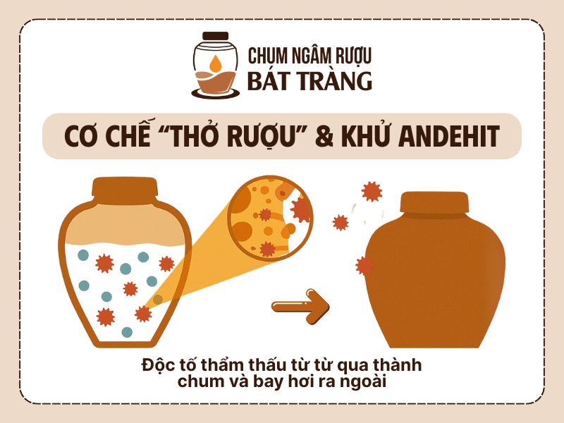 Cơ chế thở rượu và khử độc tố của chum sành